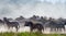 Group of zebras in the dust. Kenya. Tanzania. National Park. Serengeti. Maasai Mara.