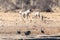 A group of Zebras in Etosha