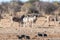 A group of Zebras in Etosha