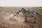 Group of zebras fighting on a wild Kenyan safari