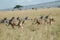 A group of zebras galloping across a parched grassy plain in a unified motion, A pack of lions stealthily hunting zebra in the