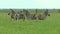 Group of zebras grazing in the desert in the spring grass