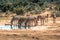 A group of zebras near a waterhole in the Addo Elephant National Park, near Port Elizabeth, South africa
