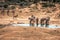 A group of zebras near a waterhole in the Addo Elephant National Park, near Port Elizabeth, South africa