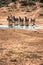 A group of zebras near a waterhole in the Addo Elephant National Park, near Port Elizabeth, South africa