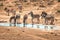 A group of zebras near a waterhole in the Addo Elephant National Park, near Port Elizabeth, South africa