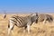 Group of Zebras and Oryx in the Etosha National Park in Namibia