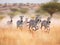 A Group of Zebras running across the plains