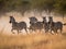 A Group of Zebras running across the plains
