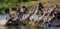 Group of zebras running across the water. Kenya. Tanzania. National Park. Serengeti. Maasai Mara.