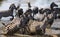 Group of zebras running across the water. Kenya. Tanzania. National Park. Serengeti. Maasai Mara.