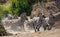 Group of zebras running across the water. Kenya. Tanzania. National Park. Serengeti. Maasai Mara.