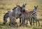 Group of zebras in the savannah. Kenya. Tanzania. National Park. Serengeti. Maasai Mara.