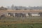 Group of zebras standing during morning bush walk in Okavango Delta in Botswana in summer on holiday.