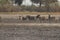 Group of zebras standing during morning bush walk in Okavango Delta in Botswana in summer on holiday.