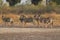 Group of zebras standing during morning bush walk in Okavango Delta in Botswana in summer on holiday.