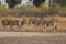 Group of zebras standing during morning bush walk in Okavango Delta in Botswana in summer on holiday.