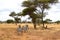 Group of zebras walking in the savannah of Tarangire National Park, in Tanzania