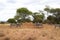 Group of zebras walking in the savannah of Tarangire National Park, in Tanzania