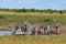 Group of zebras at waterhole,South Africa