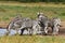 Group of zebras at waterhole,South Africa