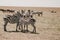 Group of zebras on a wild Kenyan safari