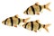 Groupd of Tiger barb or Sumatra barb Puntius tetrazona tropical aquarium fish isolated