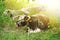 A groupe of cows with big horns lying on the ground in green grass at the meadow near the center of Oxford