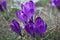 Groupe of flowering crocusses