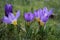 Groupe of flowering crocusses sieberii tricolor