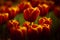 Groupe of macro blooming orange red tulips