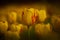 Groupe of macro blooming orange tulips