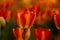 Groupe of  macro blooming red orange tulips