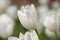 Groupe of macro blooming white tulip