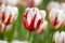 Groupe of  macro blooming white tulip