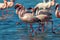 Groupe of pink flamingo birds on the blue lagoone on a sunny day.