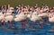 Groupe of pink flamingo birds on the blue lagoone on a sunny day.