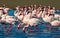 Groupe of pink flamingo birds on the blue lagoone on a sunny day.