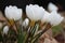 Groupe of white flowering crocusses