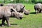 Groupe of a white rhinoceros