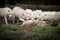 A groupe of White wolf eatingin the forest