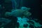 A grouper Epinephelus marginatus swimming in an aquarium in the foreground