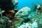 Grouper fish in coral reef