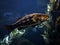 Grouper fish with dark background