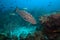 Grouper fish swimming