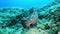 Grouper fish underwater - Mediterranean sea marine life