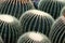 A grouping of barrel cactus