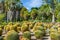 Grouping of Barrel Cactus in Tropical Garden