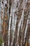 Grouping of Birch Trees