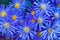 Grouping of Blue Daisies